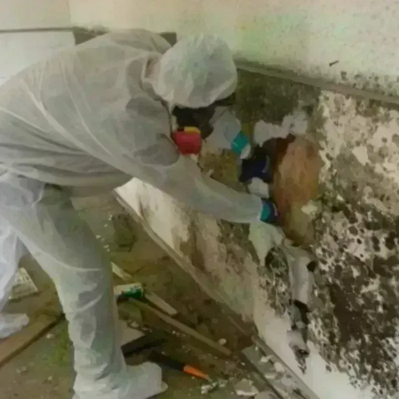 Mold Remediation and Removal in Auburn, WA